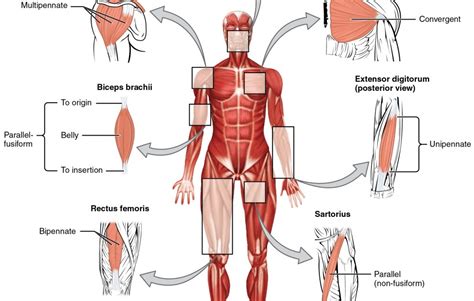 Like skeletal muscles, it's all in the name for cardiac muscles. Pic Structure Of Human With All Muscles And Bones Name : Flat Bones Definition Examples Diagram ...