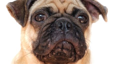 Can Dogs Get Pimples What You Should Know About Canine Acne Dog