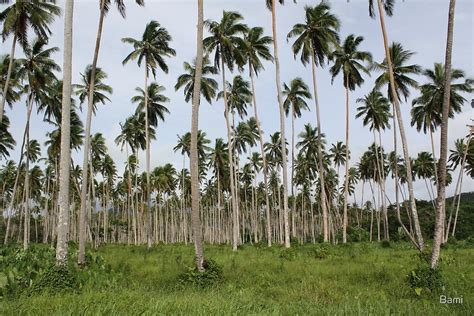 Coconut Plantation Fiji By Bami Redbubble