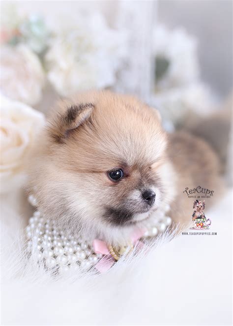 Pomeranian Puppy 050 Teacup Puppies And Boutique