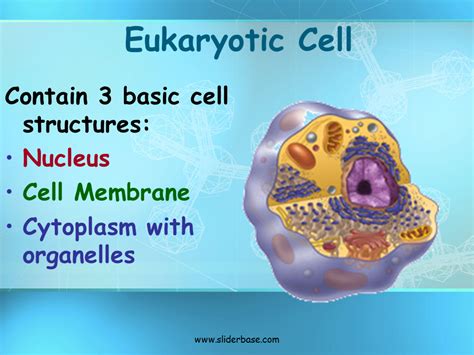 Simple Eukaryotic Cell Structure