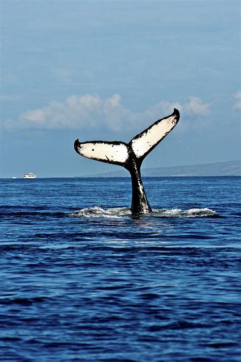 Only the best hd background pictures. Humpback Whale Tail Photograph by Nature Photographer