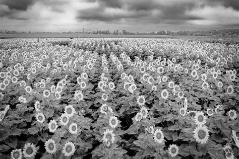 Sunflower Field Photograph By Craig Andrews Fine Art America