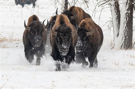 Charge American Bison Run Headlong Through The Snow Tonys Takes
