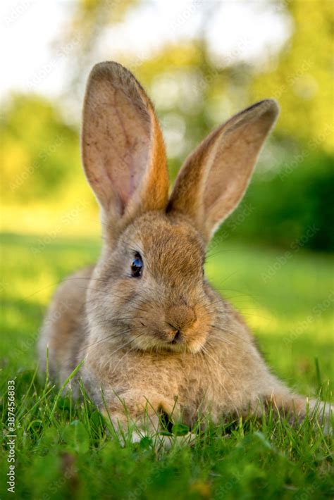 Rabbit Poses For Photos Flemish Giant Rabbit Stock Photo Adobe Stock