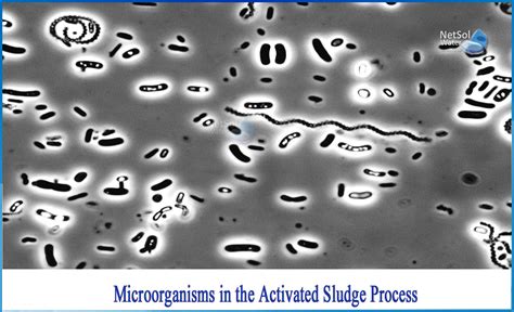 What Is Microorganisms In The Activated Sludge Process