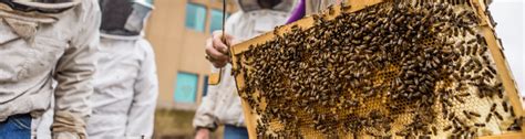 Industry Updates For Florida Beekeepers Ufifas Entomology And