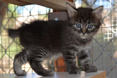 His economical and understated style—which he termed the iceberg. Gorgeous Hemingway Manx Kittens for Sale in Fallbrook ...