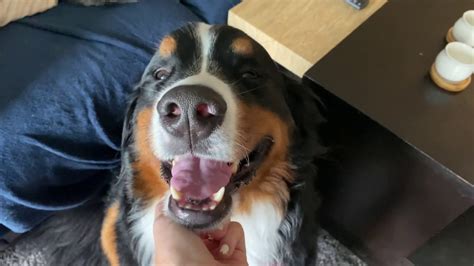 Tricks With My Bernese Mountain Dog Youtube