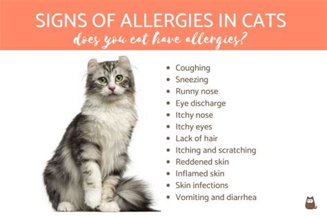 Signs Of Allergies In Cats Does Your Cat Have Allergies