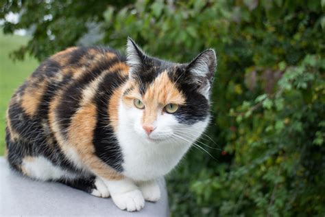77 Calico Cat Names For Tri Colored Beauties Great Pet Care