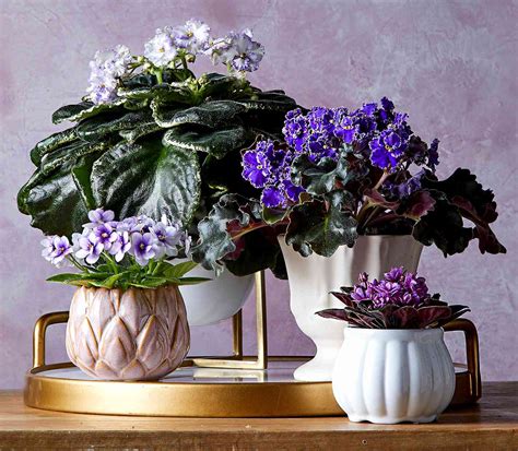 Camilla Clem Flowering House Plants Uk 17 Best Flowering Houseplants