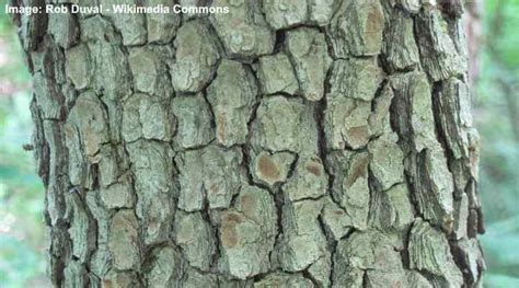 Dogwood Trees Types Leaves Bark Identification With Pictures