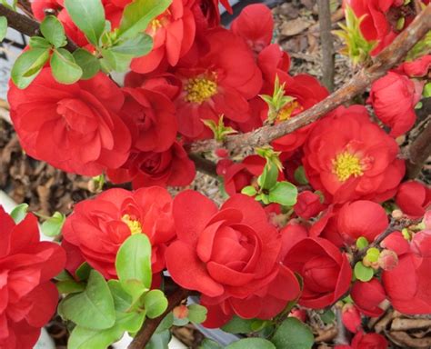 Check spelling or type a new query. Chaenomeles (Flowering Quince) - Double Take Scarlet ...