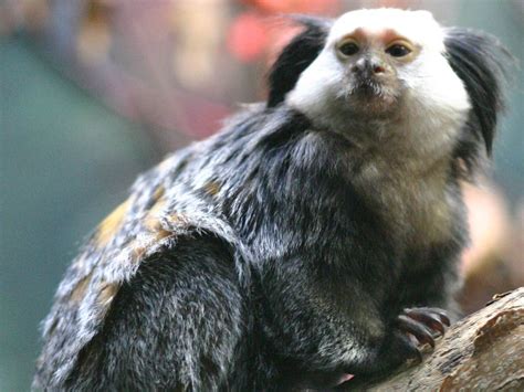 Marmoset Wallpaper Animals Town