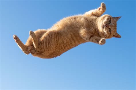Psbattle This Jumping Cat Photoshopbattles