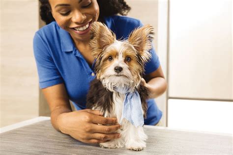 We mentioned earlier how important a dog groomer certification is, but we really can't stress this enough! Local Pet Groomers For Cats - Pets Ideas