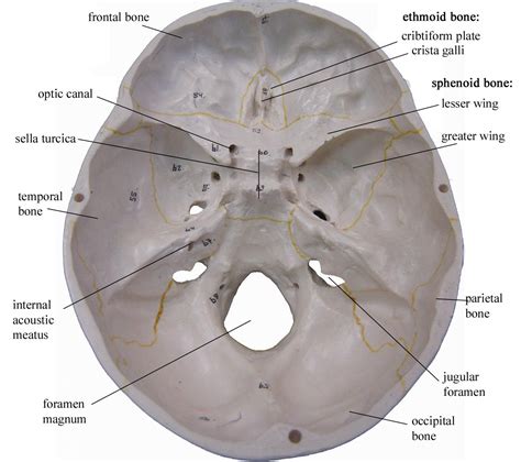 Skull Interior Cranial Anatomy Skull Anatomy Axial Skeleton