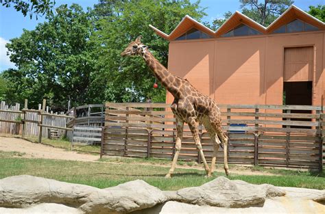 Little Rock Zoo Little Rock Arkansas Giraffe Dustin Holmes Flickr