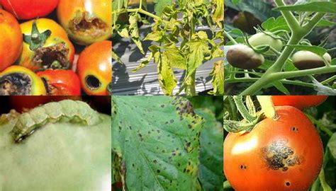 Jenis Hama Penyakit Utama Tanaman Tomat Lengkap Dengan Cara