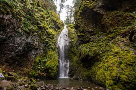Pinard Falls Umpqua National Forest In Oregon Stock Image Image Of