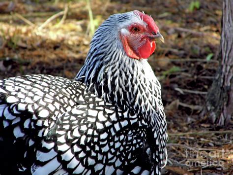 Columbian Wyandotte Chicken Photograph By D Hackett Pixels