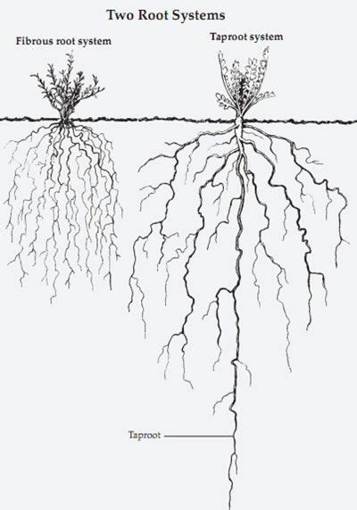 Roots Drawing Tree Roots Roots