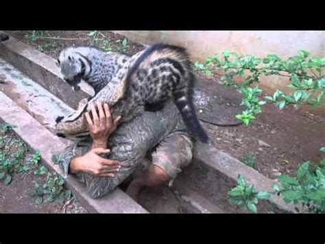 Check spelling or type a new query. African Civet Cat Group Hug - YouTube