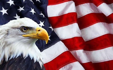 Bald Eagle In Front Of American Flag Bald Eagle Photo Bald Eagle