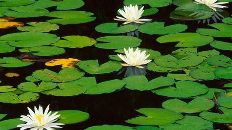 10 Lily Pads Wallpapers Wallworld