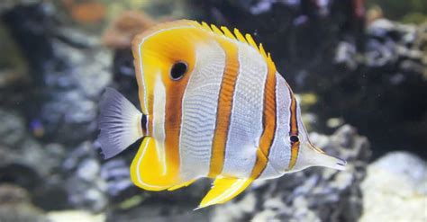 Meet The 10 Cutest Fish In The World A Z Animals