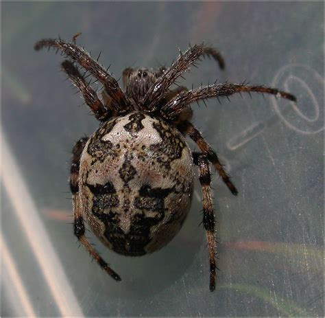 While spiders will not overcome, by themselves, an outbreak of a particular insect pest, they will assist beneficial insects in controlling the pest by trapping it in their webs, or by hunting or ambushing it. Arachnerds: May 2011