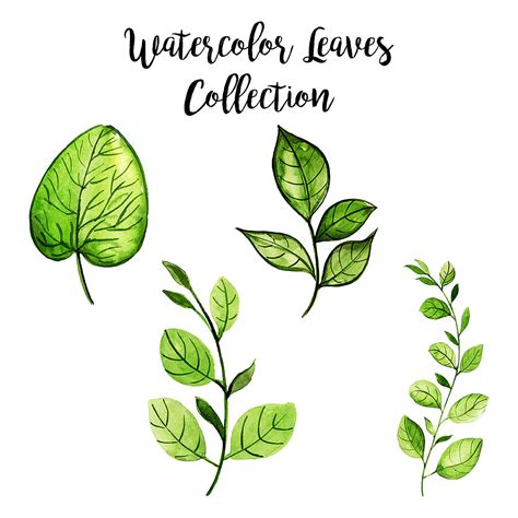 Leaves Collection Vector Hd Images Watercolor Leaves Collection