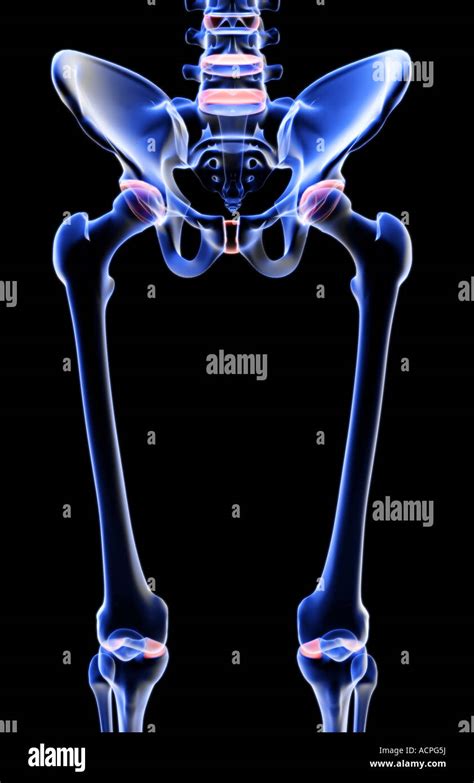 The Bones Of The Lower Limb Stock Photo Alamy