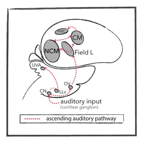 Schematic Of The Ascending Auditory Pathway Is Shown In Red Cn