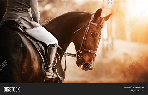 beautiful bay horse image photo  trial bigstock