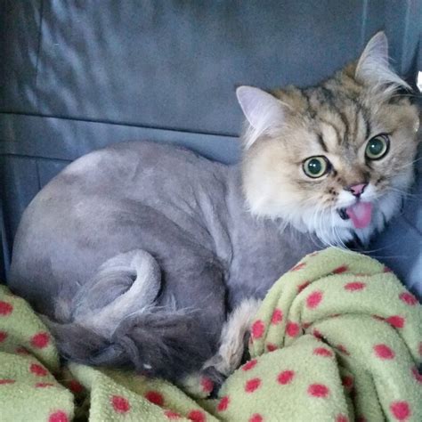 15 Cats Who Came Home From The Vet With Hilarious Haircuts Inspiremore