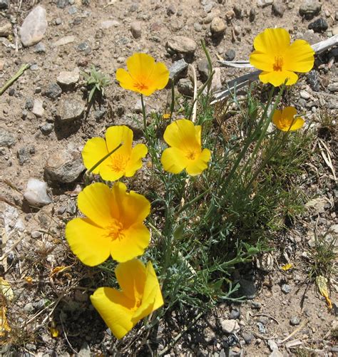 Rv Chuckles Arizona Desert Flowers