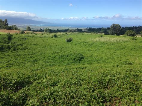 Kulamalu Affordable Rental Project Breaks Ground Maui