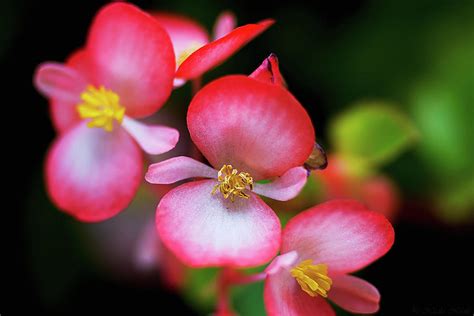 Red Flower Petals 2 Photograph By Nicola Nobile Pixels