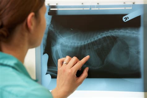 Digital Radiology And Ultrasound Imaging North Saucon Animal Hospital