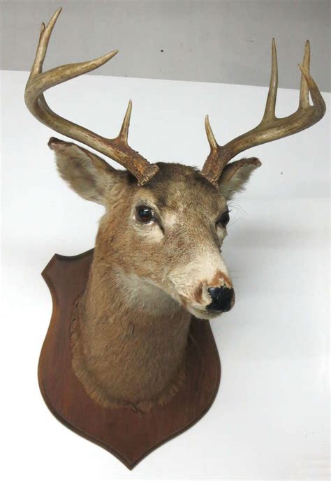 Eight Point Mounted Buck Taxidermy At 1stdibs