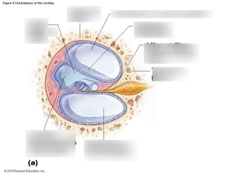 815 Anatomy Of The Cochlea Diagram Quizlet