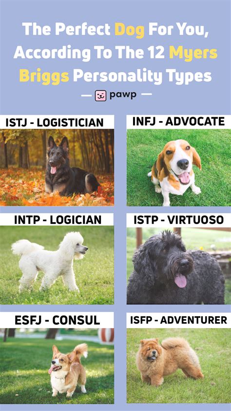 The Perfect Dog For You According To Your Personality Type Artofit