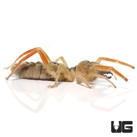 Featherleg Camel Spiders Paragalodes Sp For Sale Underground Reptiles