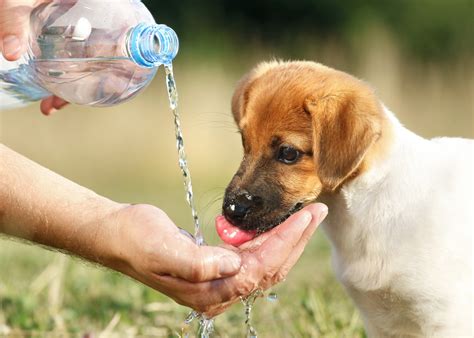 Conselho Regional De Medicina Veterinária Recomenda Cuidados Para