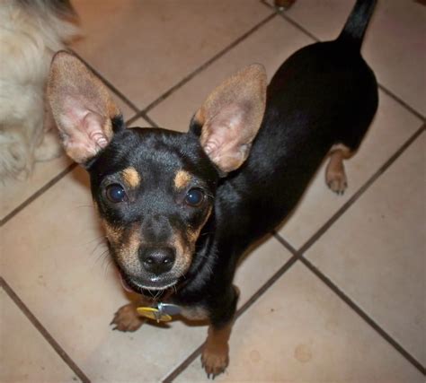 Maybe you would like to learn more about one of these? Chipin Dog (Miniature Pinscher-Chihuahua Mix) Info ...