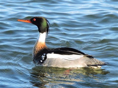 20 Types Of Ducks To Look For This Spring Birds And Blooms