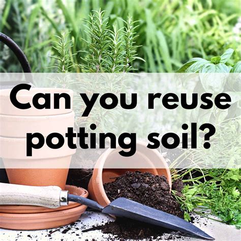 Can You Reuse Potting Soil Step By Step Process For Recharging Your