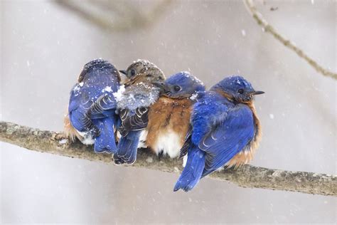 Bluebirds On A Snowy Morning Blue Bird Animals Beautiful Beautiful